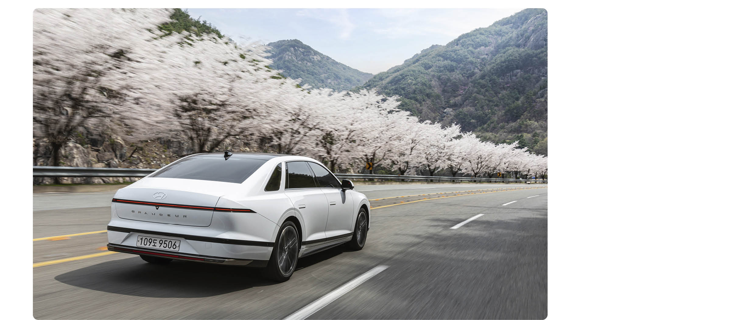 The 7th generation Grandeur is running on a road with cherry blossoms in full bloom