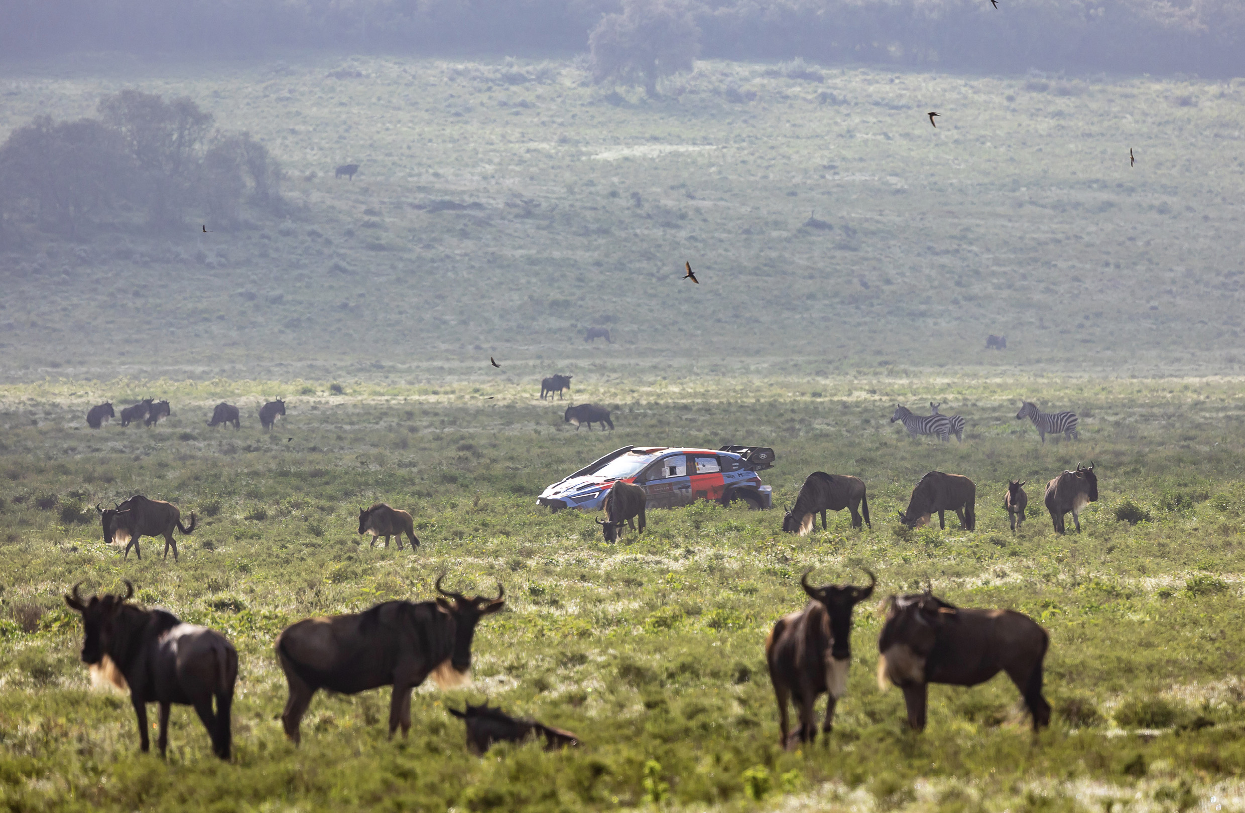 A rally car passing through a herd of wildlife
