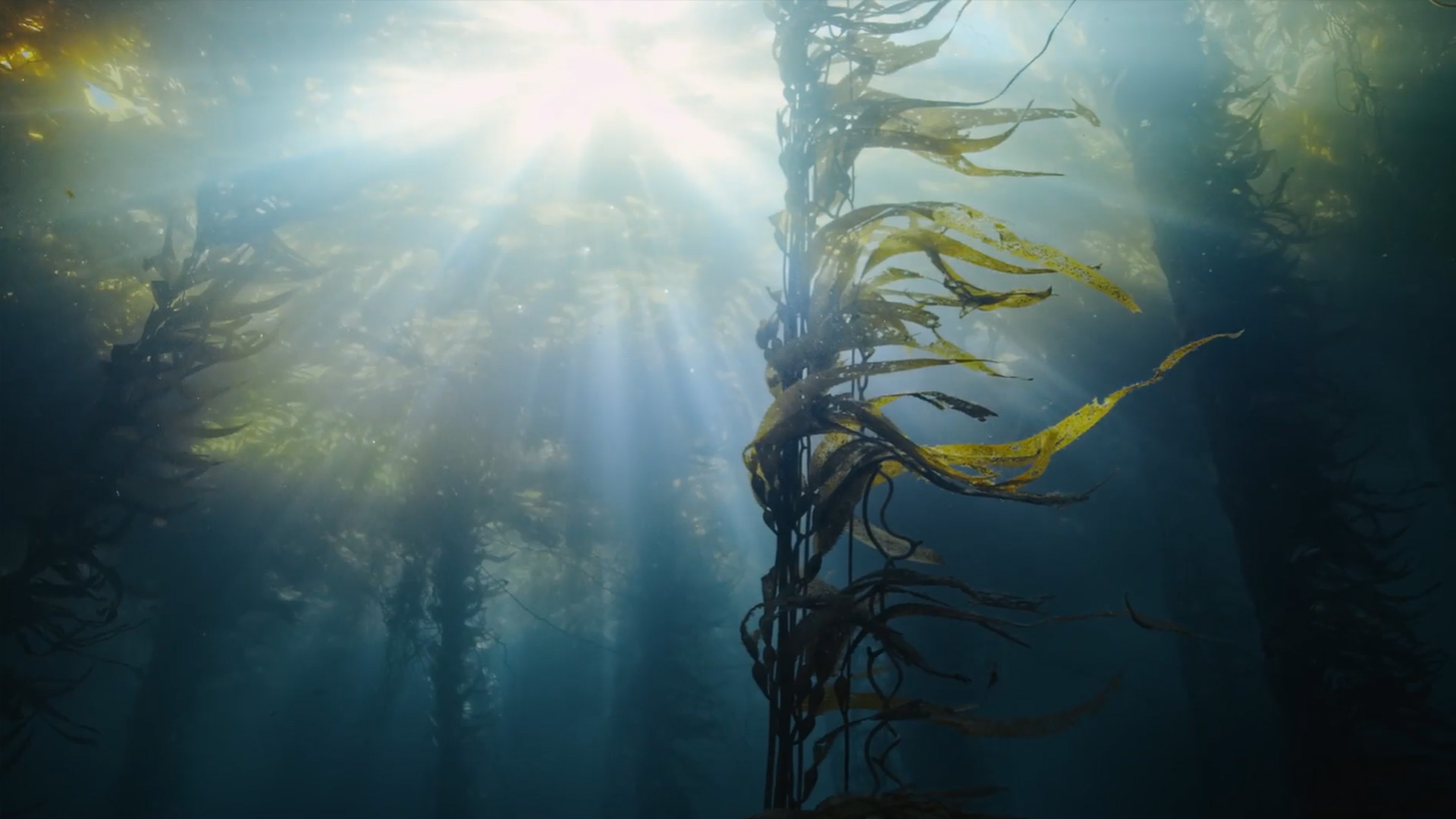 Forests Without Names: Hyundai Motor Brings the World’s Hid-den Sea Forests Into the Light
