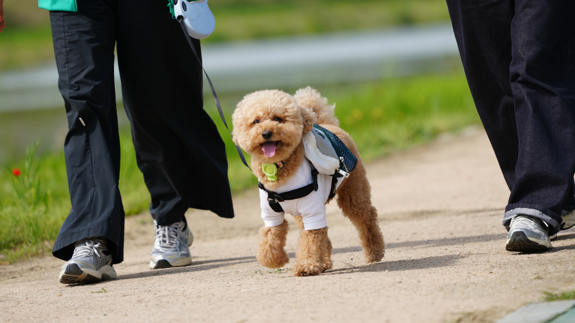 “반려견의 발걸음이 꽃길이 되다” 전북현대, 'SEED BY PET' 사회공헌 활동
